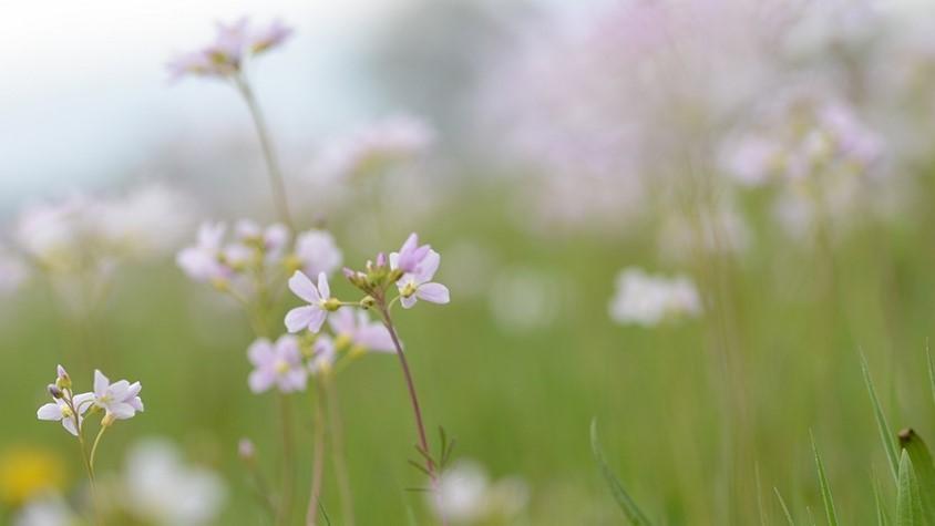 Veldbloemetjes, gefotografeerd met weinig scherptediepte – BAUNAT