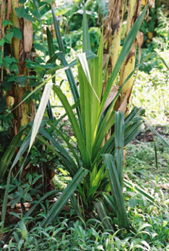 the pandanus candelabrum extracting nutrients from kimberlite, a soil in which diamonds grow