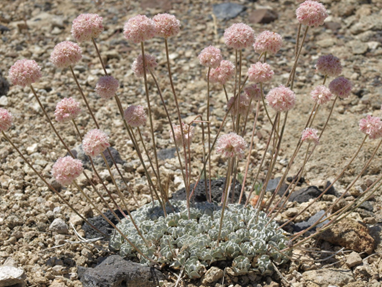 buckwheat, a valuable ally in diamond discovery as it indicates the presence of valuable gold sources